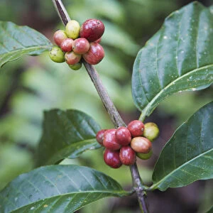 Robusta coffee berries on tree, Kalibaru, Java, Indonesia