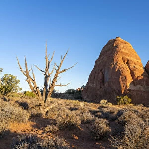 Rock formation and a bare tree illuminated by rising sun, Skyline Arch Trail