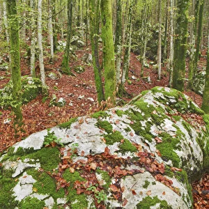 Rock formation mosscovered in deciduous forest - Slovenia, Gorenjska, Bohinjsko Jezero