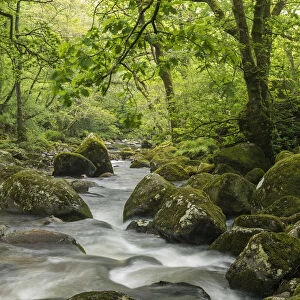 Rocky River Plym flowing through Dewerstone Wood, Dartmoor, Devon, England. Spring