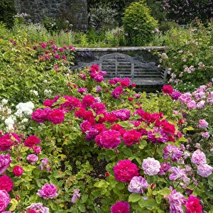 Roses & Bench, Bodnant Gardens, near Tal-y-Cafn, Conwy, Wales