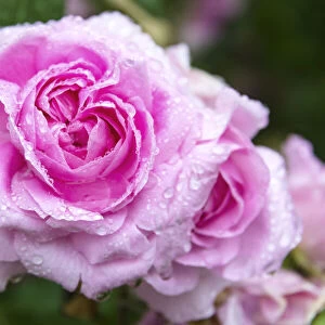Roses in the Jephson Gardens, Leamington Spa, Warwickshire, England