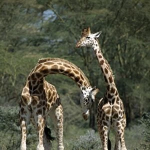 Rothschilds Giraffes necking