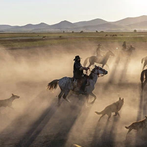 Rounding up Yilki horses, Cappadocia, Nevsehir Province, Central Anatolia, Turkey