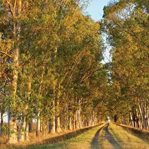 A row of eucalyptus trees at the entrance of an estancia in the Argentine pampas at sunset, Buenos Aires province, Argentina