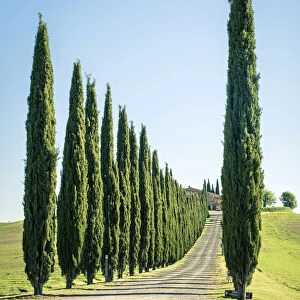 Rows of cyprus trees at Agritourismo Poggio Covili, Castiglione d Orcia, Val