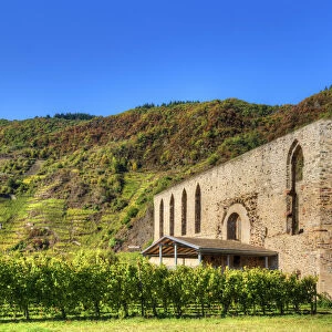 Ruin of Cloister Stuben with Calmont vineyard at fall, Bremm, Rhineland-Palatinate