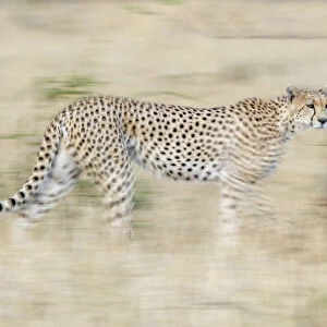 Running cheetah, Serengeti, Tanzania, Africa
