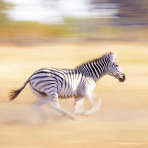 Running Zebra, Okavango Delta, Botswana