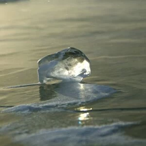 Russia, Siberia, Baikal; An ice cube formed on the surface of frozen Lake Baikal