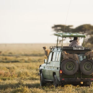 Safari vehicle with tourist and wildlife cheetah on vehicle Serengeti, Tanzania