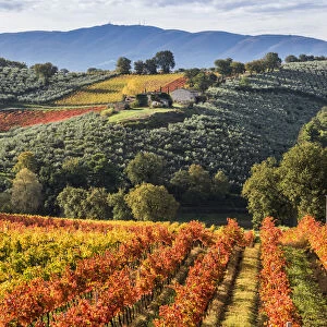 Sagrantino vineyards during autumn, Montefalco, Perugia province, Umbria, Italy