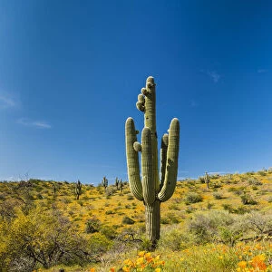 Saguaro Cactus & Poppies, Peridot, Arizona, USA