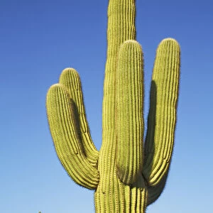 Saguaro - USA, Arizona, Maricopa, Phoenix, Lost Dutchman State Park - Sonora Desert