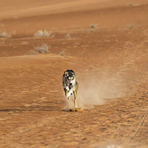 Saluki dog, Empty Quarter (Rub Al Khali), Abu Dhabi, United Arab Emirates