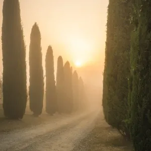 San Quirico d Orcia Cypress Print San Quirico d Orcia Cypress Print