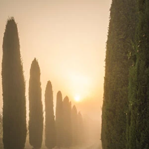 San Quirico d Orcia, Siena, Tuscany, Italy, cypress in San Quirico