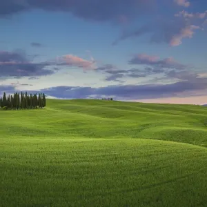 San Quirico d Orcia, Tuscany, Italy. Cypresses at sunset San Quirico d Orcia, Tuscany, Italy. Cypresses at sunset