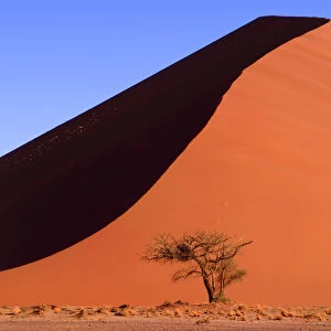Sand Dune & Tree, Sossusvlei, Namibia, Africa