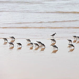 Sanderlings in Bordeira beach. Carrapateira, Algarve. Portugal