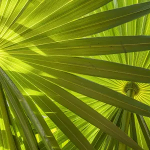 Saw Palmetto Leaf Patterns, Yucantan, Mexico