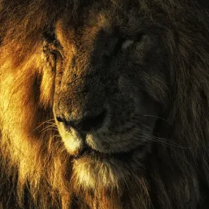 Porträt eines männlichen Löwen (Panthera leo), Scarface im MSAI Mara Spielreservat, Kenia Porträt eines männlichen Löwen (Panthera leo), Scarface im MSAI Mara Spielreservat, Kenia