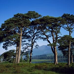 Scots Pine at Loch Tulla