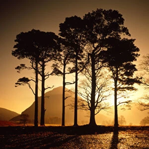 Scots Pines at Sunrise, Lake District National Park, Cumbria, England