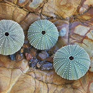 Sea urchin sceletons - New Zealand, North Island, Hawkes Bay, Tamaki Strait