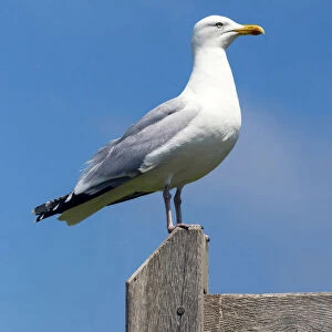 A seagull in the Hastings Country Park Natural Reserve, Sussex, England
