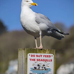 Seagull, Looe, Cornwall, England, UK