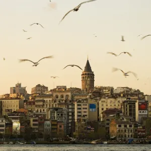 Seagulls flock above the Golden Horn, Istanbul