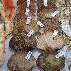 Seashells in the fish market. Bergen. Norway