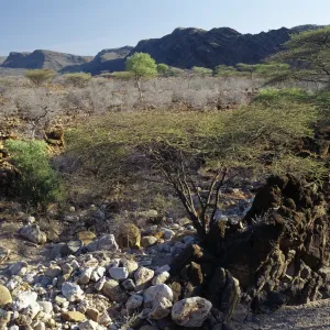 Semi-arid, thorn scrub country