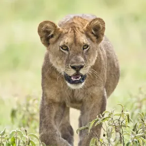 Der Löwe (Panthera leo)-Kub geht durch das Grasland des Serengeti-Nationalparks Der Löwe (Panthera leo)-Kub geht durch das Grasland des Serengeti-Nationalparks