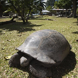 Seychelles, Curieuse Island, Giant Tortoise Farm, Aldabra Giant Tortoise, aldabrachelys