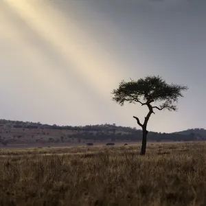 A shaft of light on an acacia tree, Serengeti National Park, Tanzania, Africa