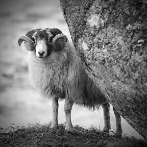 Sheep sheltering behind boulder, Isle of Harris, Scotland
