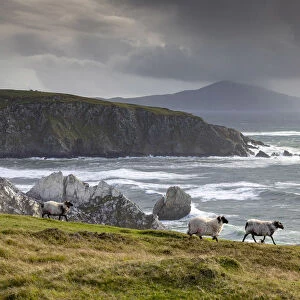 Sheep walk along the cliffs, Achill Island, County Mayo, Connacht province