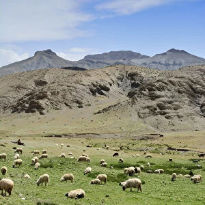 Sheeps grazing in the High Atlas mountain range. Morocco