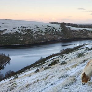 Shetland pony grazing on the snow covered moorland above Meldon Reservoir, Dartmoor