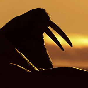 Silhouette of a walrus at sunrise, Moffen island, Svalbard, Norway