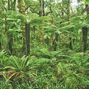 Silver tree fern clearing in rainforest - New Zealand, South Island, West Coast, Buller