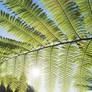 Silver tree fern leaf - New Zealand, North Island, Manawatu-Wanganui, Ruapehu, Waitaanga