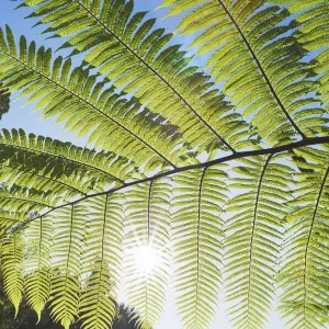 Silver tree fern leaf - New Zealand, North Island, Manawatu-Wanganui, Ruapehu, Waitaanga