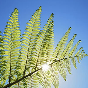 Silver tree fern leaf - New Zealand, South Island, West Coast, Buller, West Coast