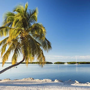 Single Palm Tree, Islamorada, Florida Keys, USA