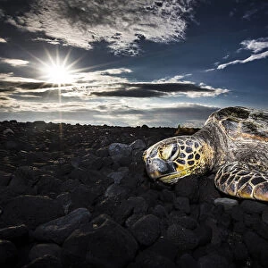 Sleeping turtle at sunset, Kiolo Bay, Hawaii, USA