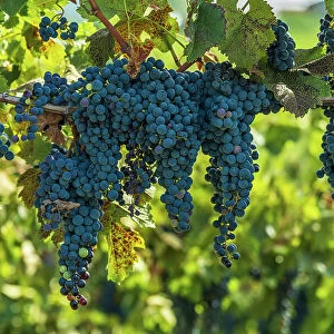 Slovenia, Brda. ripe red grapes