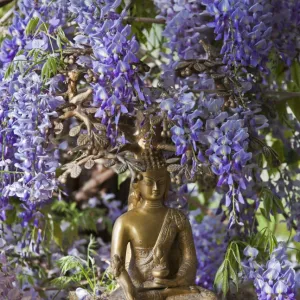 A small Buddha shrine surrounded by wisteria in the Hotel Gangtey Palace, which is a superb hotel with wonderful views. The 100-year-old building, once a kings palace, has been imaginatively modernised